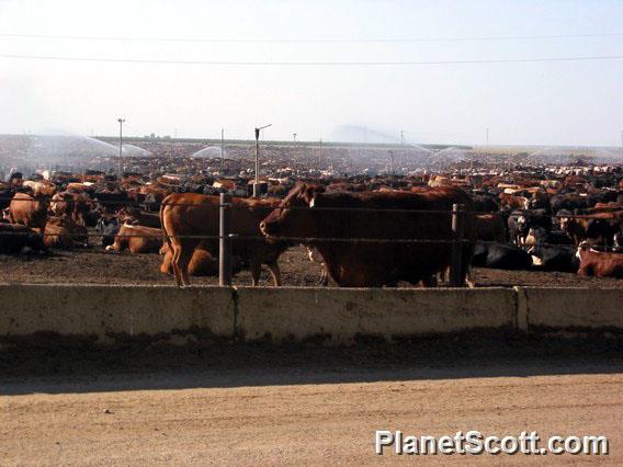 Feedlot On I-5