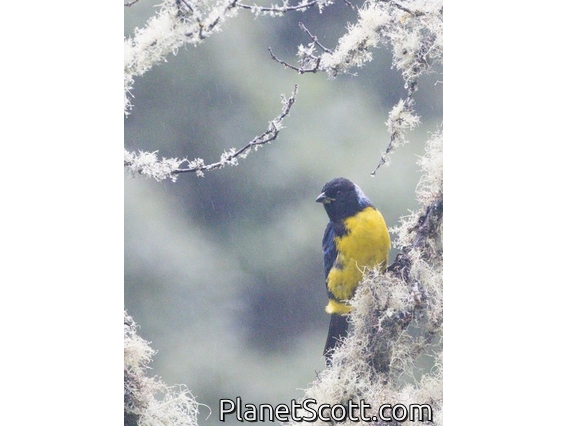 Hooded Mountain Tanager (Buthraupis montana)