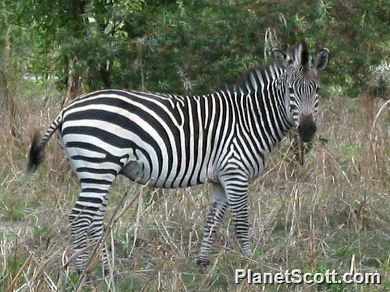 Zebra, Mikumi National Park, Tanzania