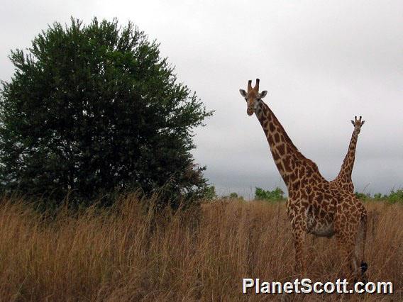 Giraffes, Mikumi National Park, Tanzania