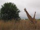 Giraffes, Mikumi National Park, Tanzania