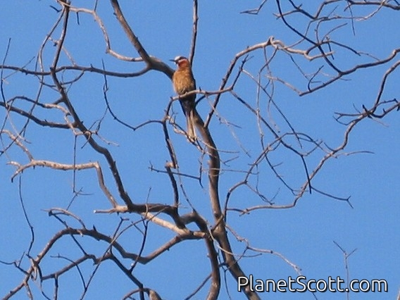 White-fronted Bee-eater (Merops bullockoides)