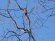 White-fronted Bee-eater (Merops bullockoides)