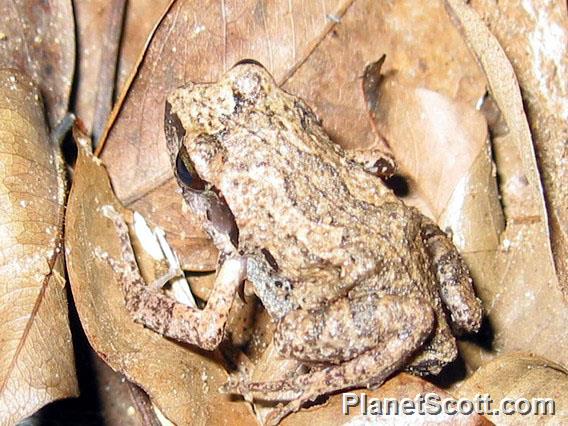 Common Squeaker (Arthroleptis stenodactylus)