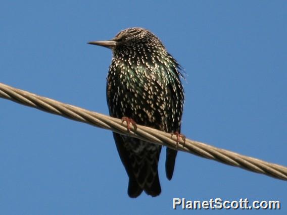 Common Starling (Sturnus vulgaris)