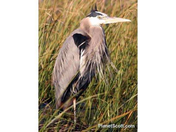 Great Blue Heron (Ardea herodias)