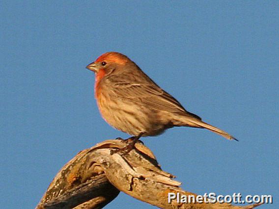 House Finch (Carpodacus mexicanus)