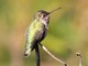 Annas Hummingbird (Calypte anna)  female