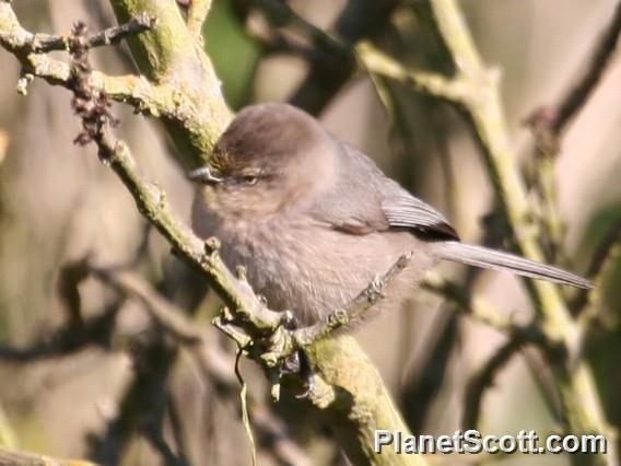 Bushtit (Psaltriparus minimus) 