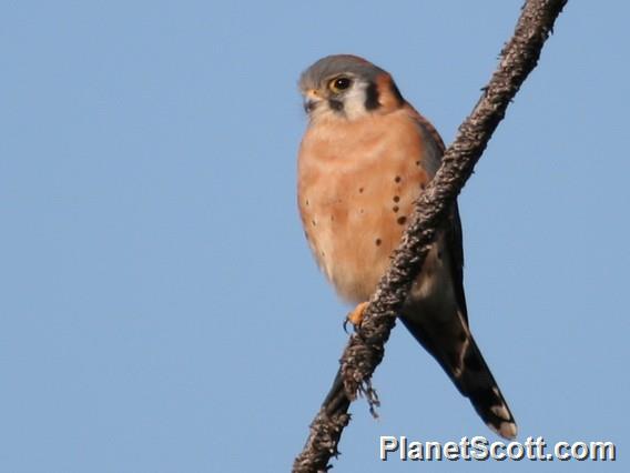 American Kestrel (Falco sparverius) male