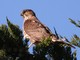 Coopers Hawk (Accipiter cooperii) Juvenile