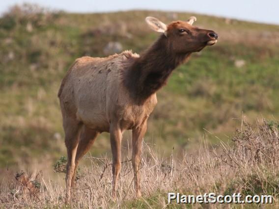elk (Cervus canadensis) Tule Female