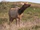 elk (Cervus elaphus) Tule Female