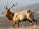 elk (Cervus elaphus) Tule Male