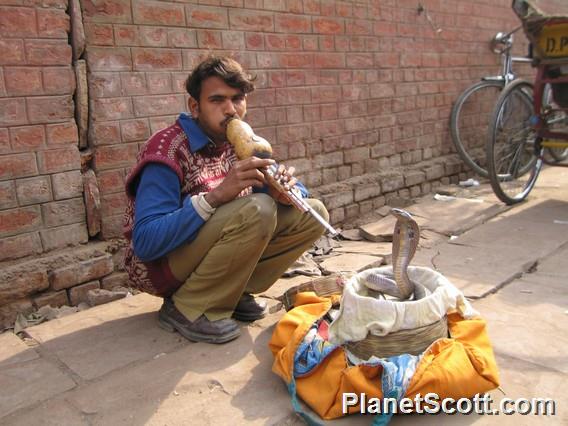 Snake Charmer, Delhi