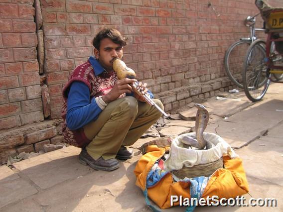 Snake Charmer, Delhi