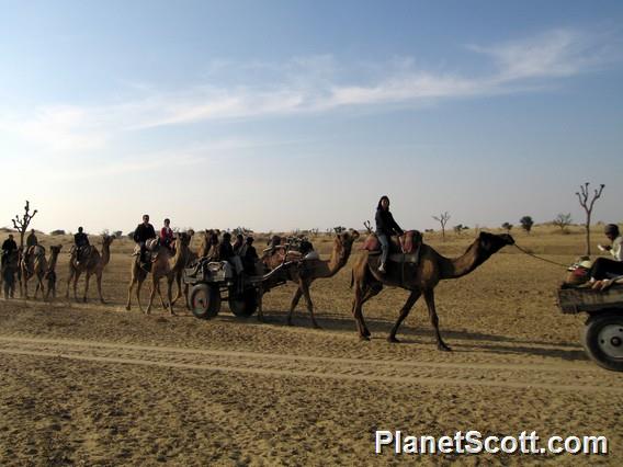 Camel Safari, Bikaner