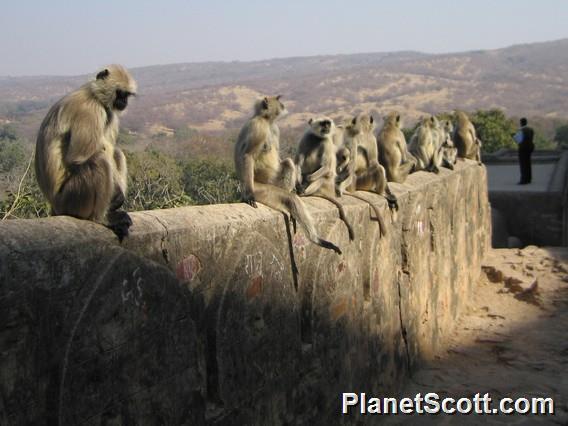 Hanuman Langur Monkeys, Rathambore