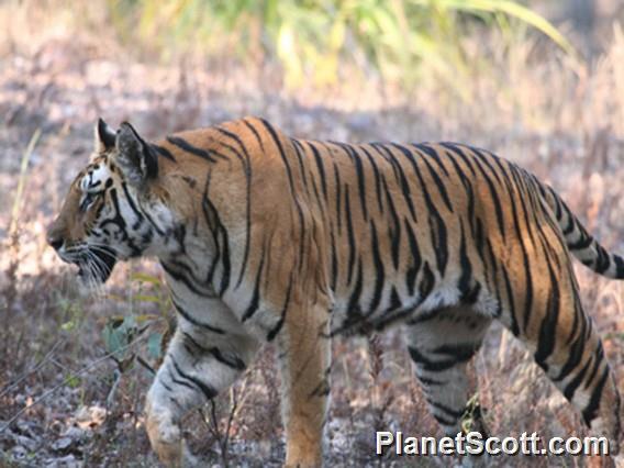 tiger (Panthera tigris) 