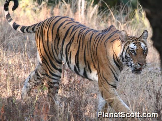 Tiger, Bandhavgarh Tiger Reserve