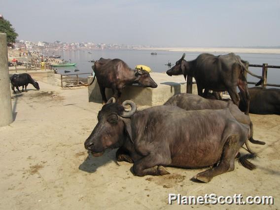 Indian Buffalo, Varanasi