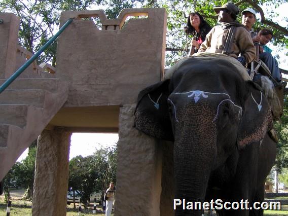 Elephant Ride, Corbett Tiger Reserve