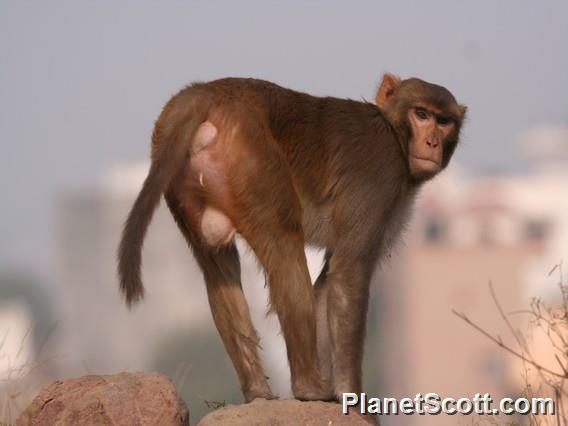 Rhesus Monkey (Macaca mulatta) male