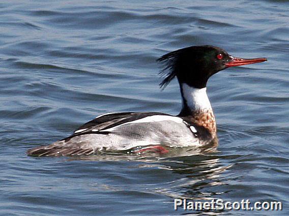 Red-breasted Merganser (Mergus serrator) Male