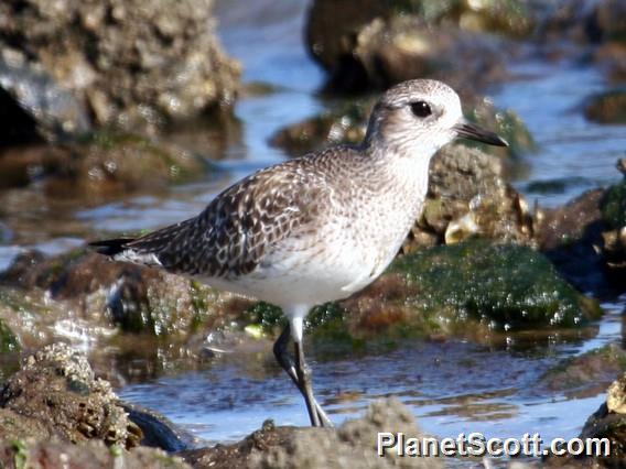 Black-bellied Plover (Pluvialis squatarola) Juvenile 