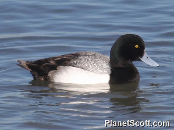 Greater Scaup (Aythya marila) Male