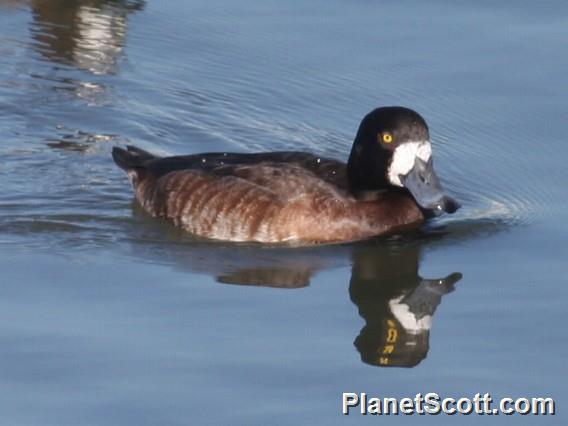 Greater Scaup (Aythya marila) Female