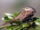 White-crowned Sparrow (Zonotrichia leucophrys) Male