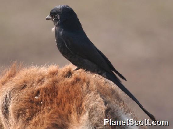 Black Drongo (Dicrurus macrocercus) 