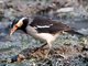Asian Pied Starling (Sturnus contra) 