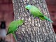 Rose-ringed Parakeet (Psittacula krameri) 