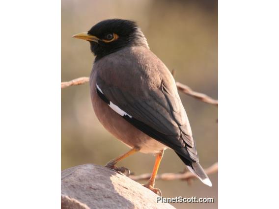 Common Myna (Acridotheres tristis) 