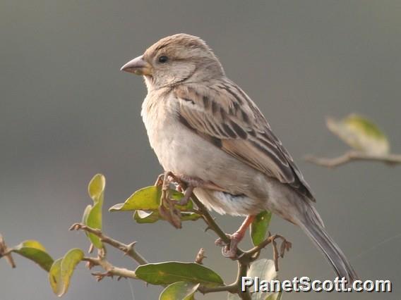 House Sparrow (Passer domesticus) Female