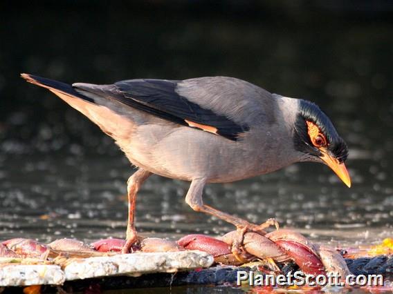 Bank Myna (Acridotheres ginginianus) 