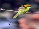 Little Green Bee-eater (Merops orientalis) 