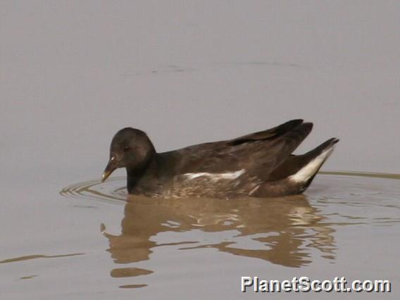 Common Moorhen (Gallinula chloropus) Female