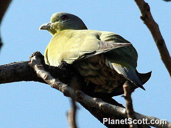 Yellow-footed Green-Pigeon (Treron phoenicopterus) 