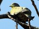 Yellow-footed Green-Pigeon (Treron phoenicoptera) 