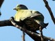 Yellow-footed Green-Pigeon (Treron phoenicopterus) 