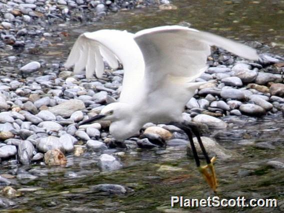 Little Egret (Egretta garzetta) 