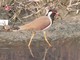 Red-wattled Lapwing (Vanellus indicus) 