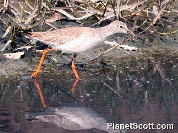 Common Redshank (Tringa totanus) 