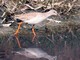 Common Redshank (Tringa totanus) 