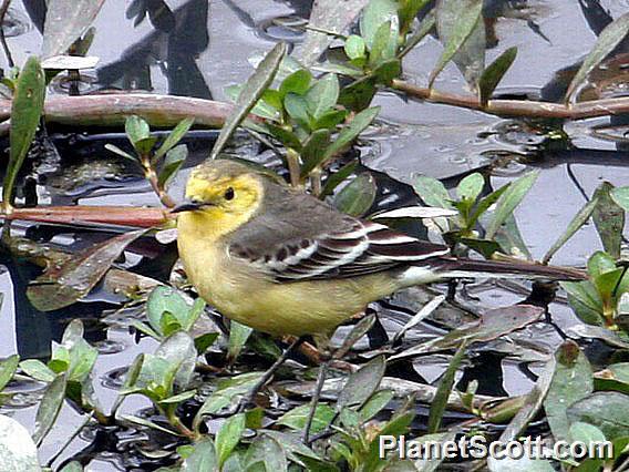 Citrine Wagtail (Motacilla citreola) Male