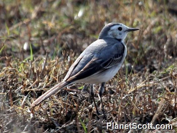 Citrine Wagtail (Motacilla citreola) 