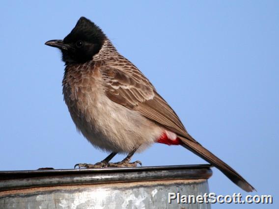 Red-vented Bulbul (Pycnonotus cafer) 